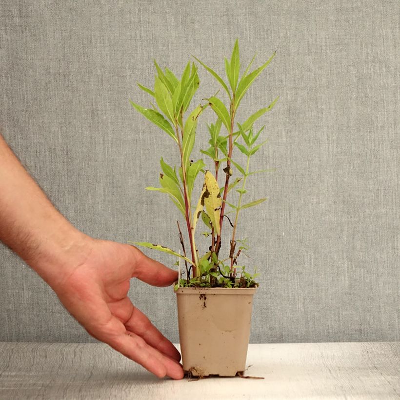 Esemplare di Vernonia gigantea Vasetto da 8/9 cm consegnato in estate