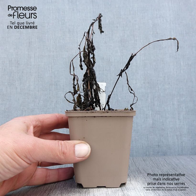 Vernonia gigantea Vasetto da 8/9 cm esemplare consegnato in inverno