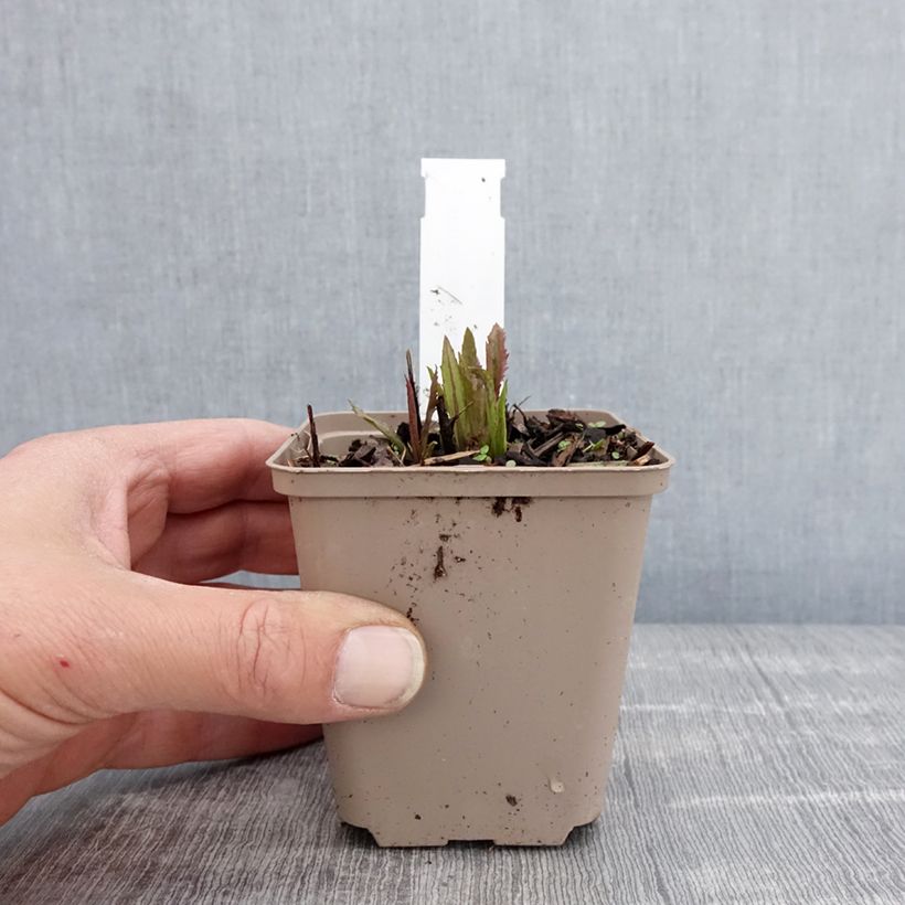 Vernonia gigantea Vasetto da 8/9 cm esemplare consegnato in primavera