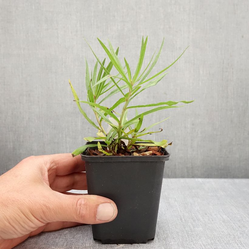 Esemplare di Vernonia lettermannii Vasetto da 8/9 cm come consegnato in autunno