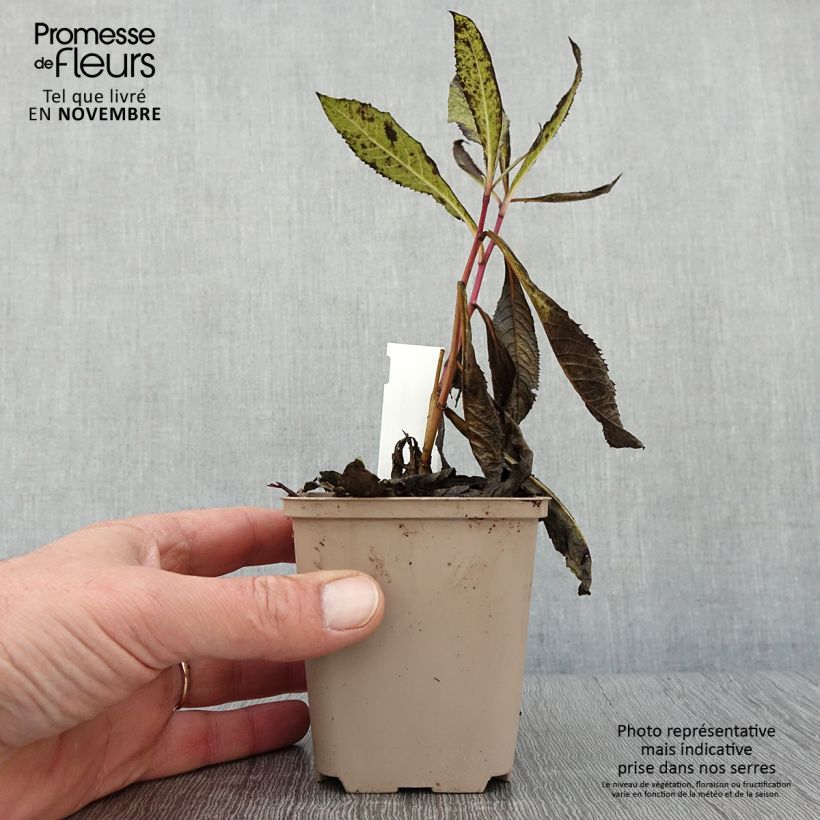 Esemplare di Vernonia missurica Vasetto da 8/9 cm come consegnato in autunno