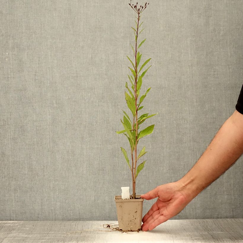 Esemplare di Vernonia missurica Vasetto da 8/9 cm consegnato in estate