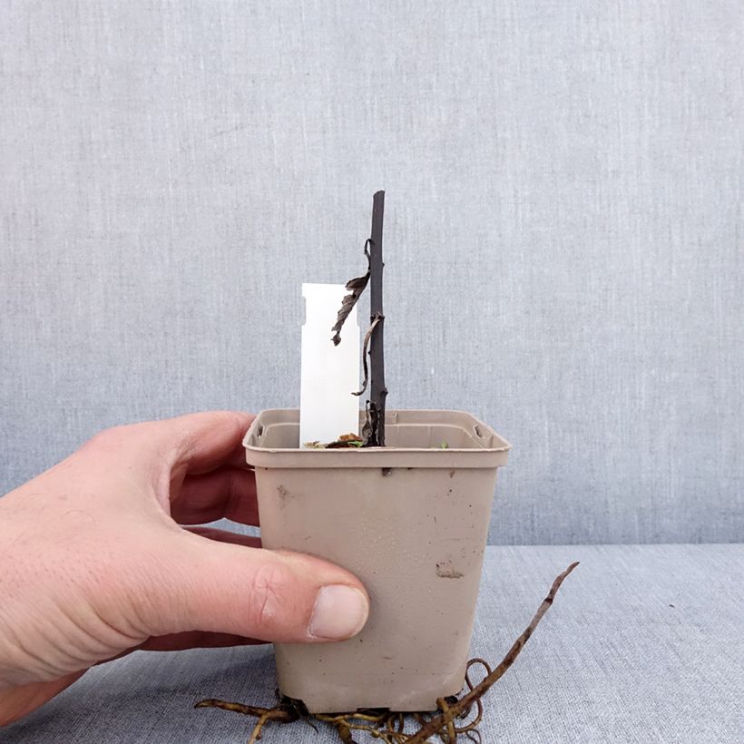 Vernonia missurica Vasetto da 8/9 cm esemplare consegnato in inverno