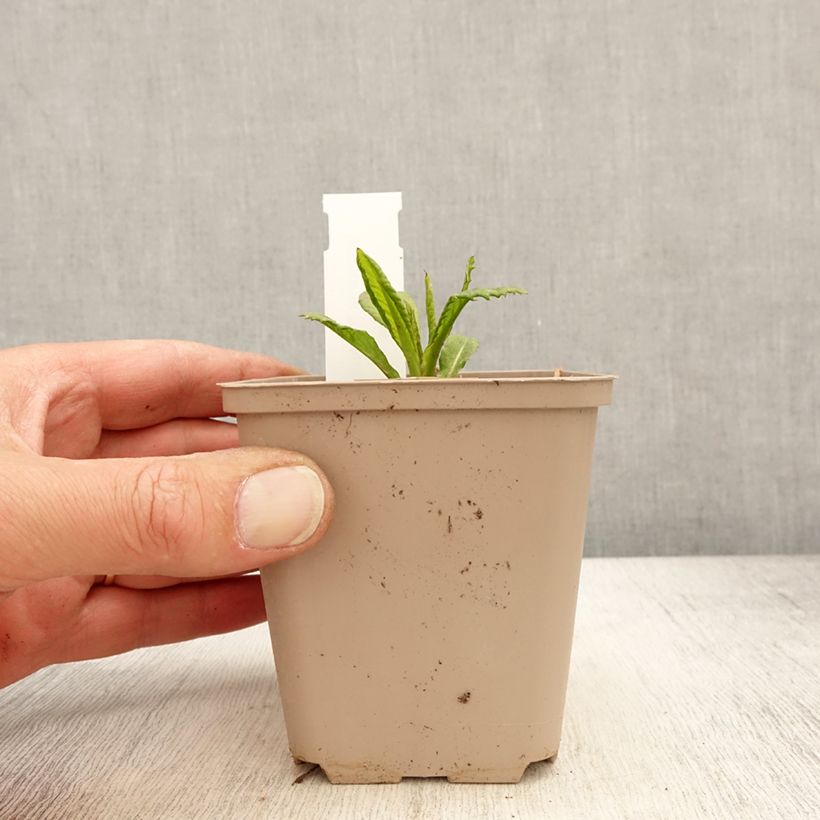 Vernonia missurica Vasetto da 8/9 cm esemplare consegnato in primavera