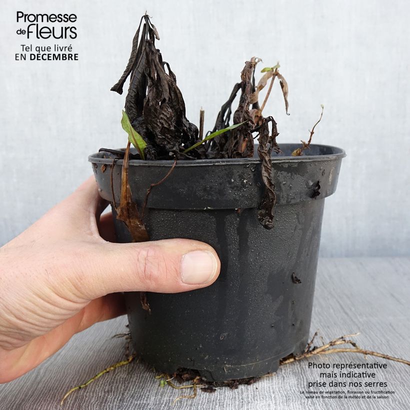 Esemplare di Vernonia noveboracensis White Lightning Vaso da 2L/3L come consegnato in autunno