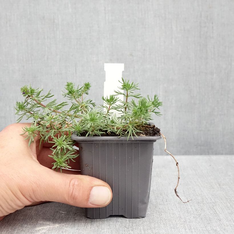 Esemplare di Veronica armena Vasetto da 8/9 cm come consegnato in autunno