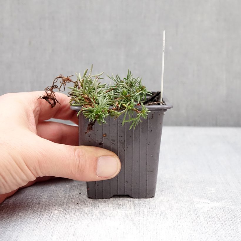 Veronica armena Vasetto da 8/9 cm esemplare consegnato in inverno