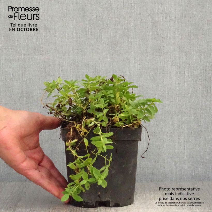 Esemplare di Veronica austriaca Royal Blue - Veronica d'Austria Vaso da 2L/3L come consegnato in autunno