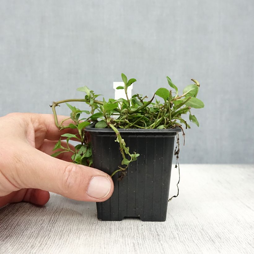 Esemplare di Veronica beccabunga - Erba grassa Vasetto da 8/9 cm come consegnato in autunno