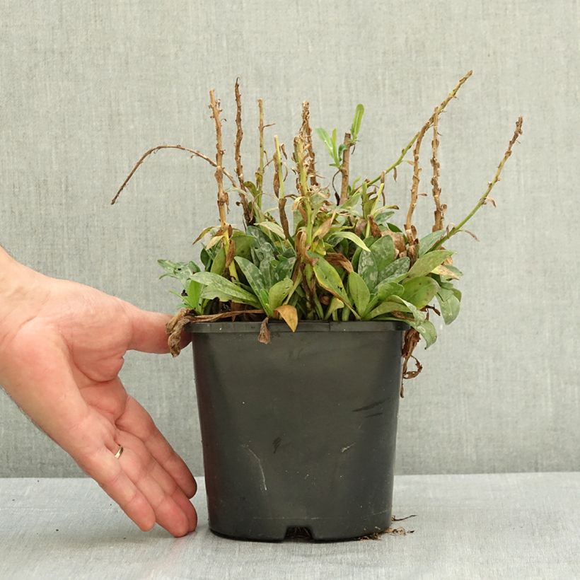 Esemplare di Veronica gentianoides Tissington White Vaso da 1,5L/2L consegnato in estate