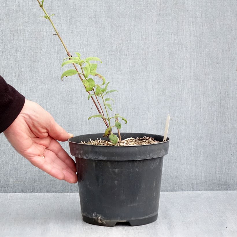 Esemplare di Veronica Lavender Lightsaber Vaso da 2L/3L come consegnato in autunno