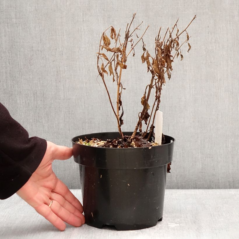 Veronica Lavender Lightsaber Vaso da 2L/3L esemplare consegnato in inverno