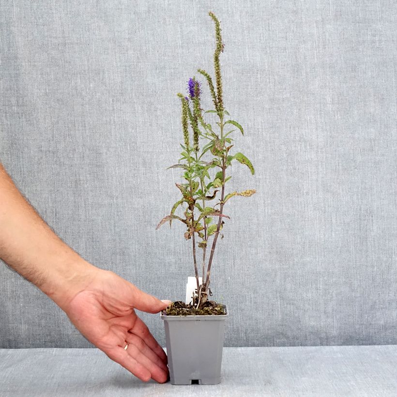 Esemplare di Veronica longifolia Blauriesin Vasetto da 8/9 cm consegnato in estate