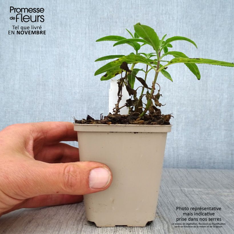 Esemplare di Veronica longifolia Candied Candle Vasetto da 8/9 cm come consegnato in autunno