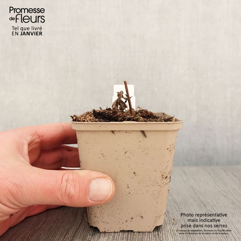 Veronica longifolia Candied Candle Vasetto da 8/9 cm esemplare consegnato in inverno