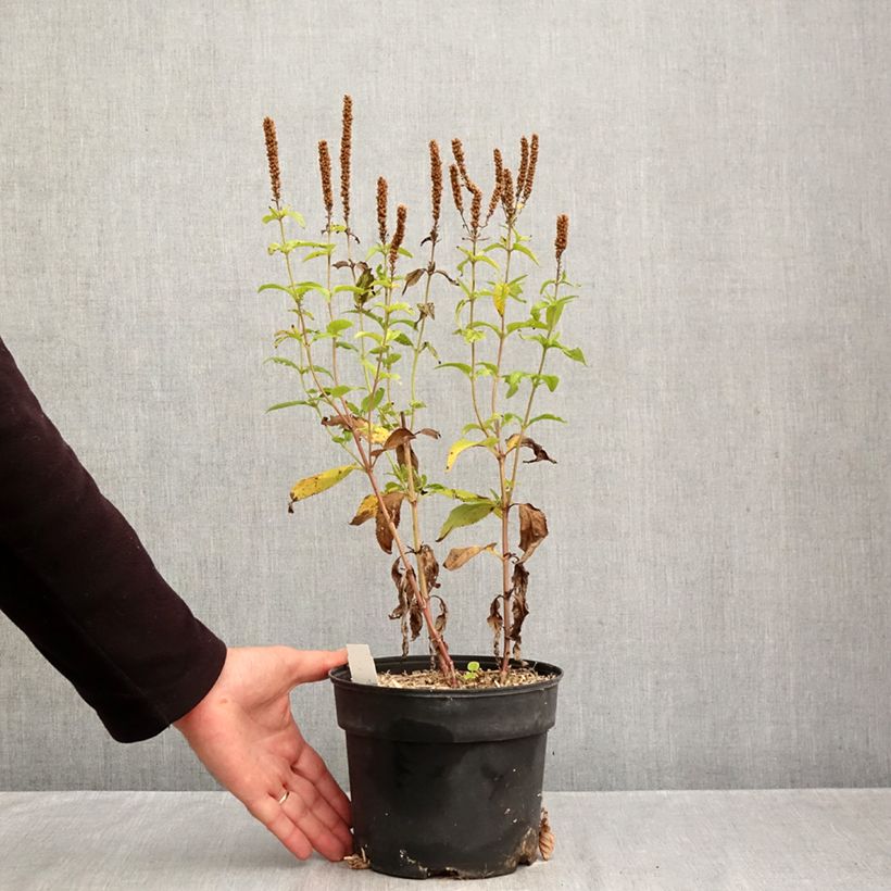 Esemplare di Veronica longifolia First Glory Vaso da 2L/3L come consegnato in autunno