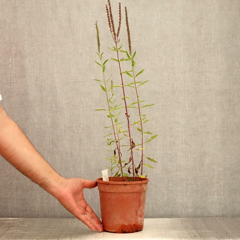 Esemplare di Veronica longifolia First Glory Vaso da 2L/3L consegnato in estate