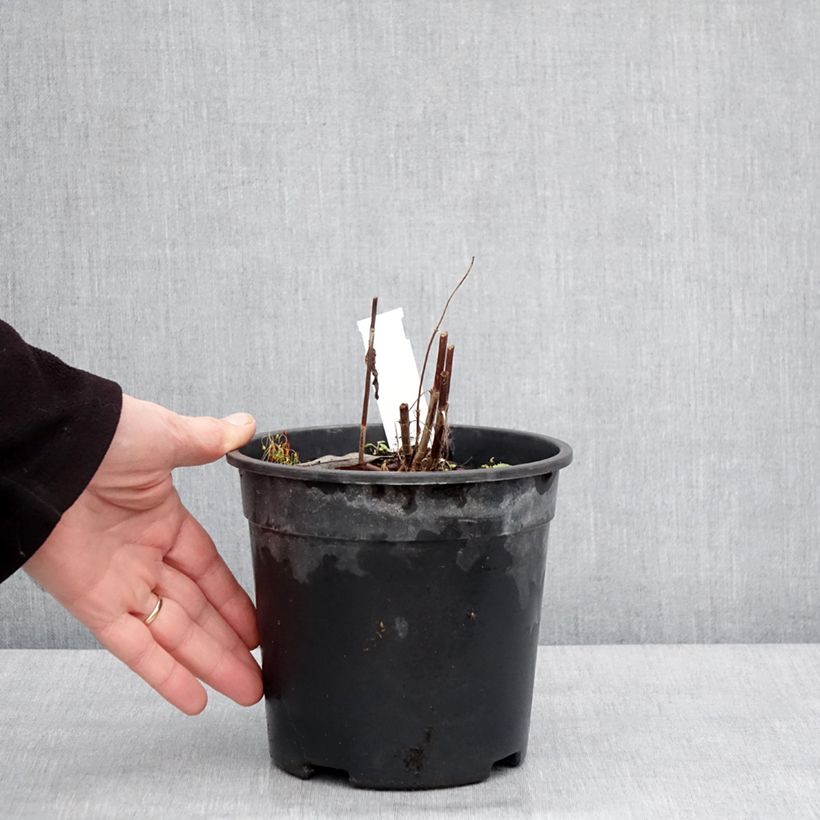 Veronica longifolia First Glory Vaso da 2L/3L esemplare consegnato in inverno