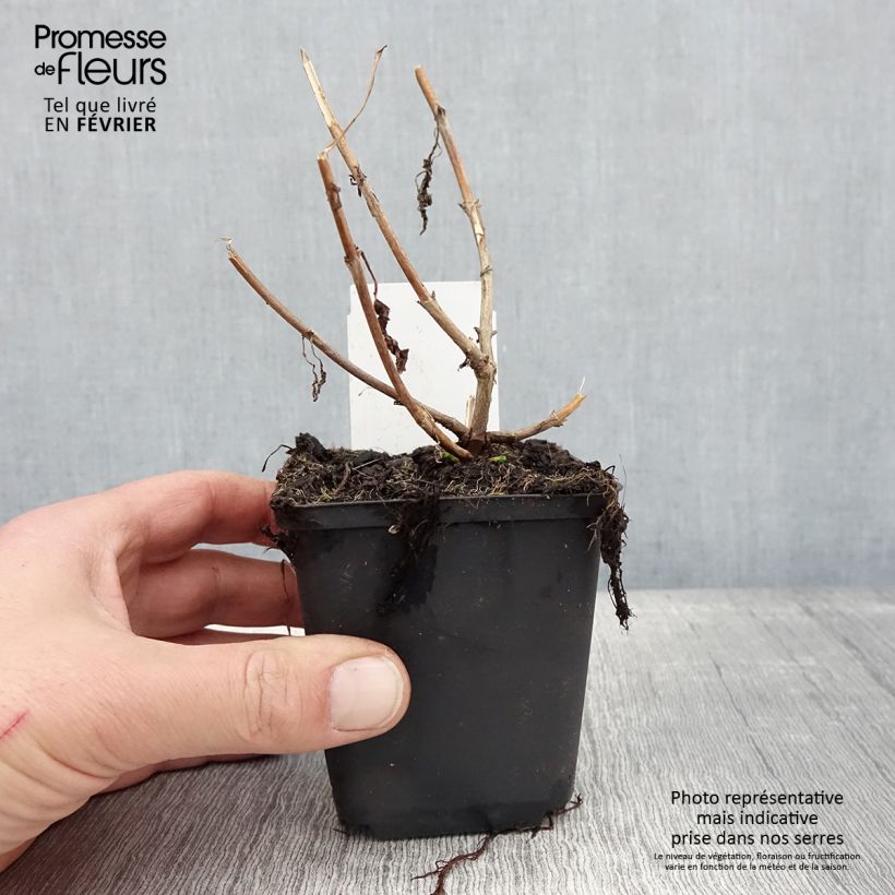 Veronica longifolia First Lady Vasetto da 8/9 cm esemplare consegnato in inverno