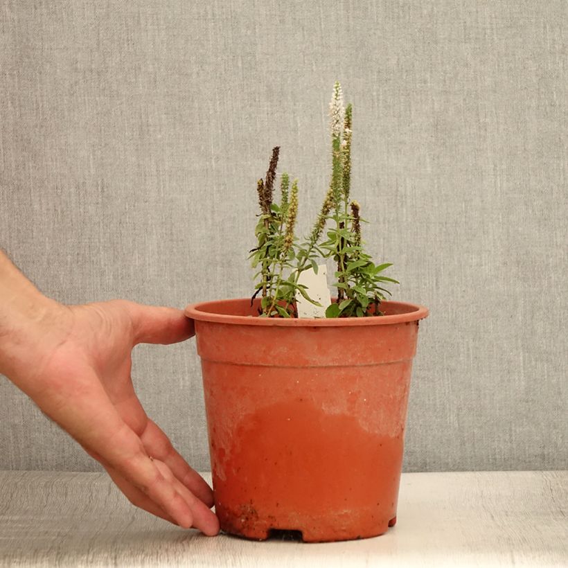 Esemplare di Veronica longifolia First Lady Vaso da 2L/3L consegnato in estate