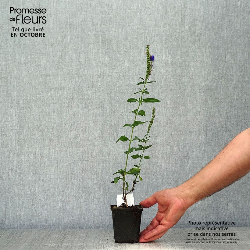 Esemplare di Veronica longifolia Marietta Vasetto da 8/9 cm come consegnato in autunno