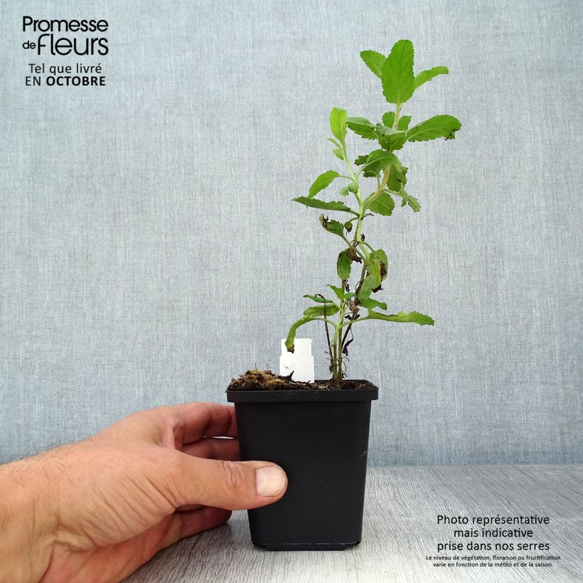 Esemplare di Veronica longifolia - Veronica a foglie lunge Vasetto da 8/9 cm come consegnato in autunno