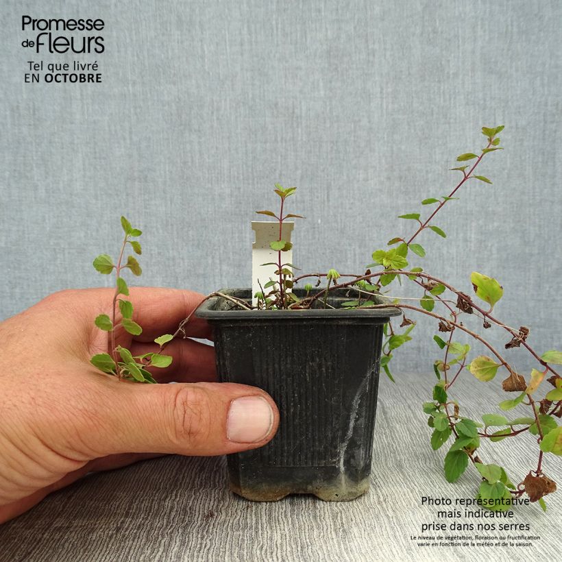 Esemplare di Veronica petraea Madame Mercier Vasetto da 8/9 cm come consegnato in autunno