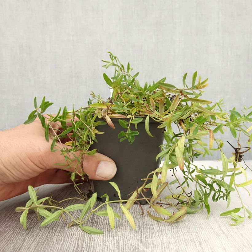 Esemplare di Veronica prostrata Alba Vasetto da 8/9 cm come consegnato in autunno