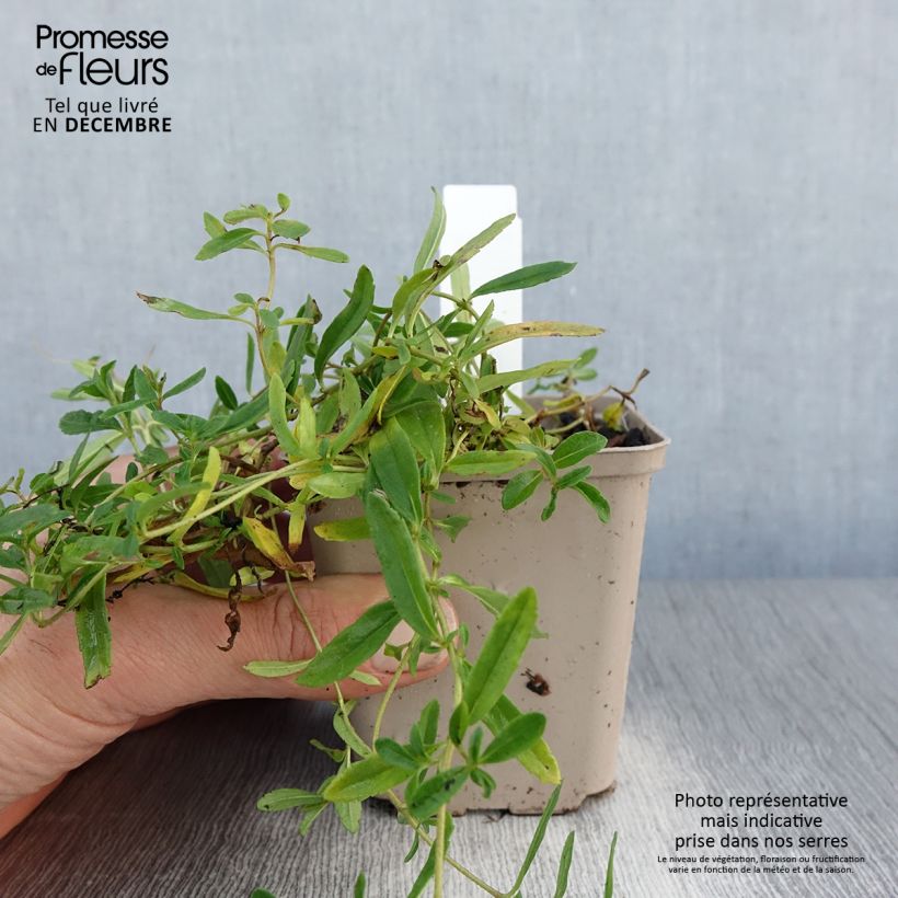 Veronica prostrata Alba Vasetto da 8/9 cm esemplare consegnato in inverno