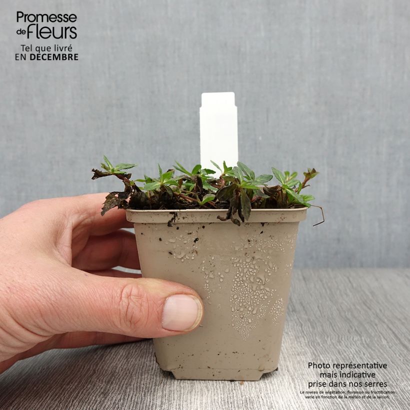 Esemplare di Veronica prostrata Mrs Holt Vasetto da 8/9 cm come consegnato in autunno