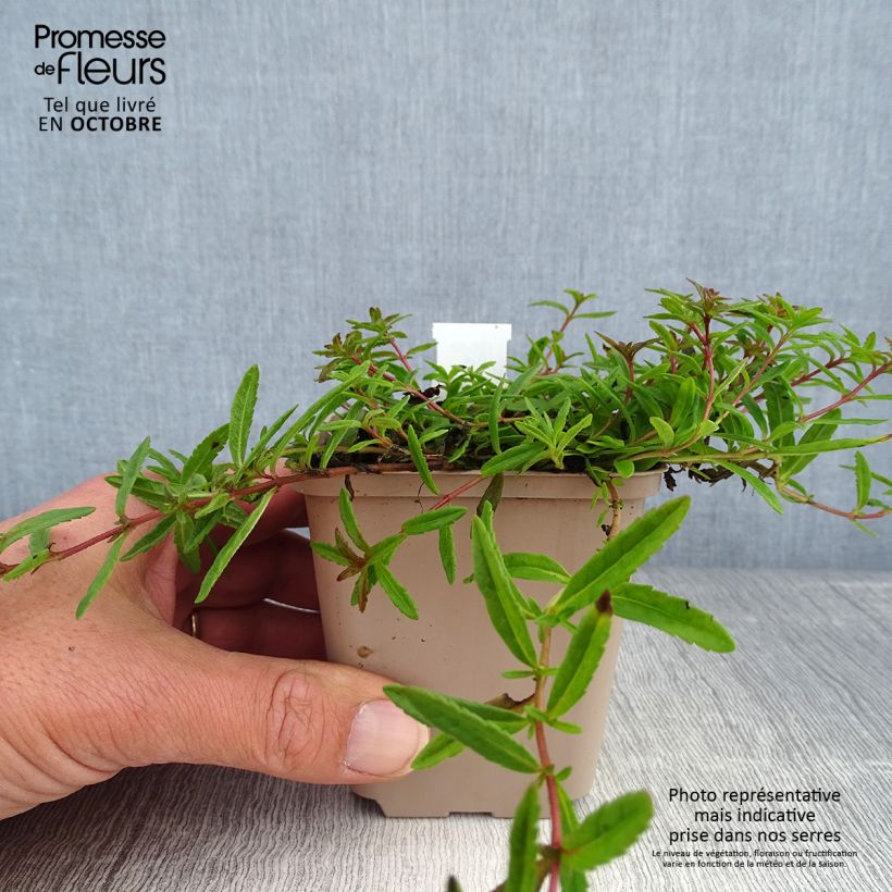 Esemplare di Veronica prostrata Vasetto da 8/9 cm come consegnato in autunno