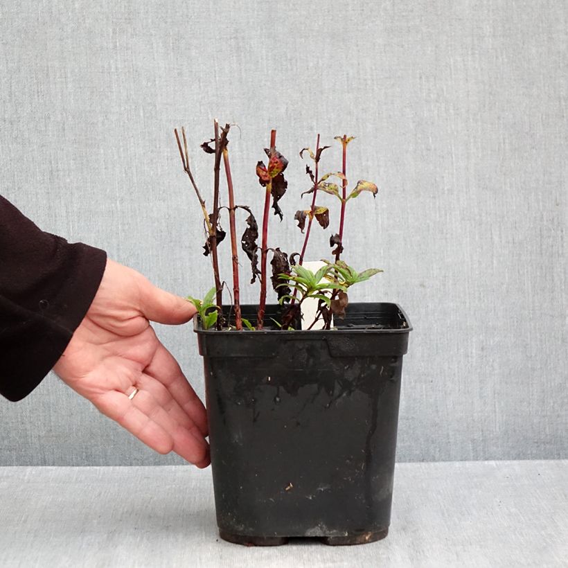 Esemplare di Veronica Purpleicious Vaso da 2L/3L come consegnato in autunno