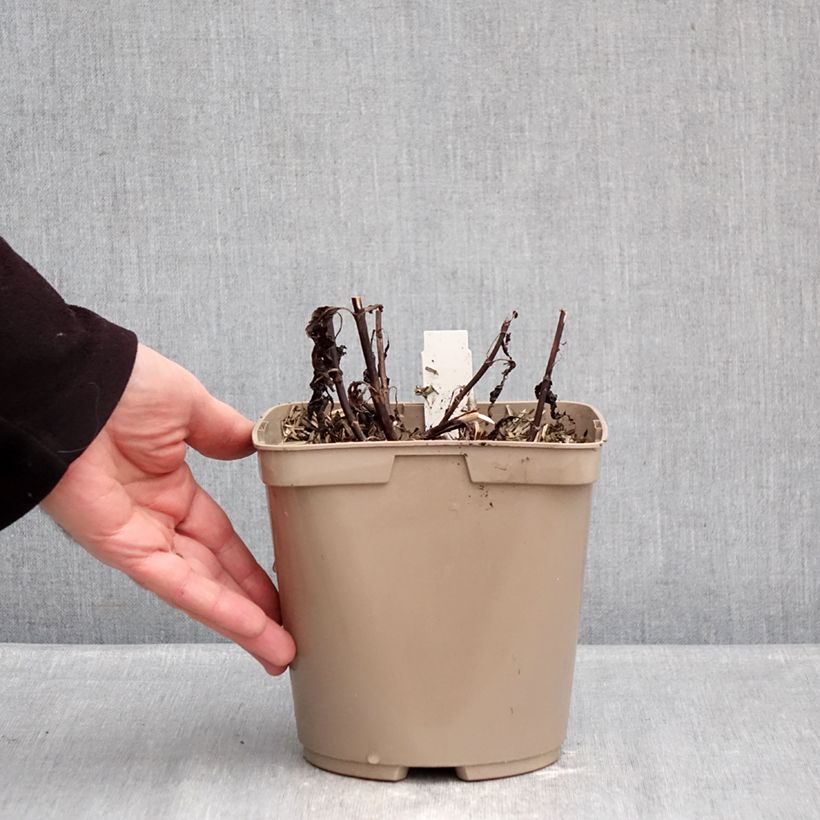 Veronica Purpleicious Vaso da 2L/3L esemplare consegnato in inverno