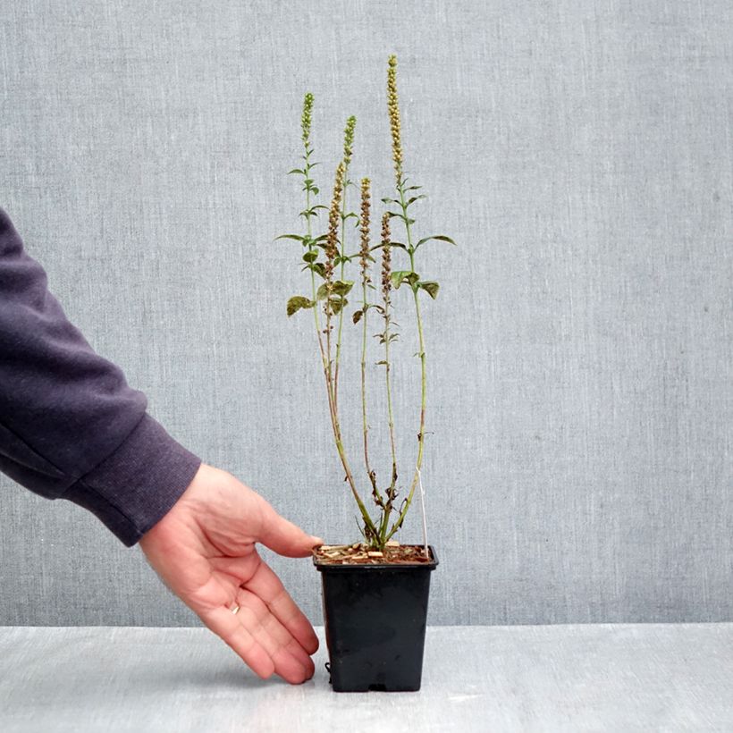 Esemplare di Veronica spicata Alba Vasetto da 8/9 cm come consegnato in autunno