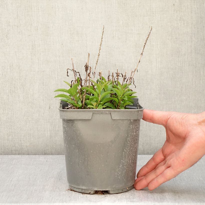 Veronica Baby Blue Vaso da 2L/3L esemplare consegnato in primavera