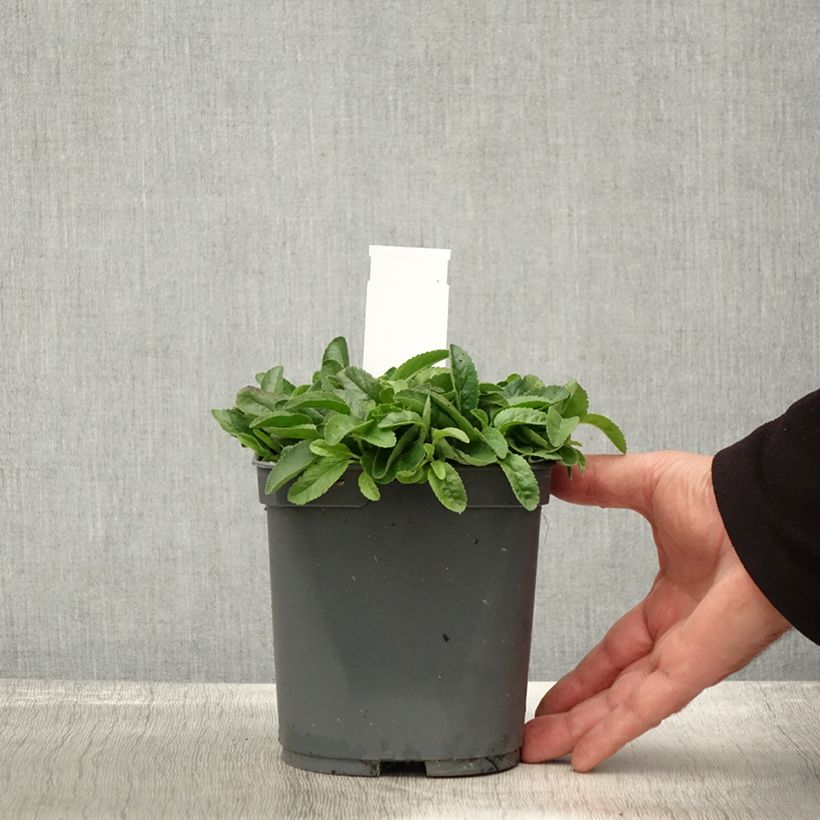 Esemplare di Veronica spicata Nana Blue Vaso da 2L/3L come consegnato in autunno