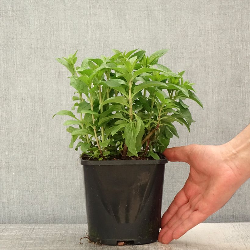 Veronica spicata Royal Candles Vaso da 1,5L/2L esemplare consegnato in primavera