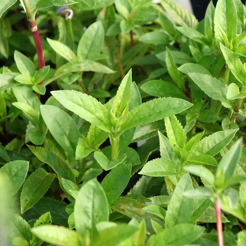 Veronica spicata Ulster Blue Dwarf (Fogliame)