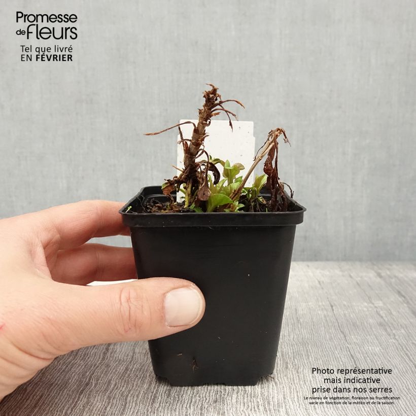 Veronica spicata Ulster Blue Dwarf Vasetto da 8/9 cm esemplare consegnato in inverno