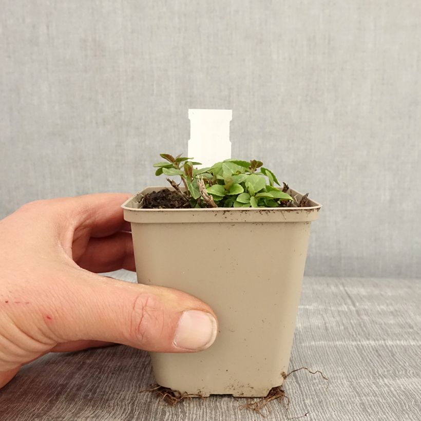 Veronica spicata Ulster Blue Dwarf Vasetto da 8/9 cm esemplare consegnato in primavera