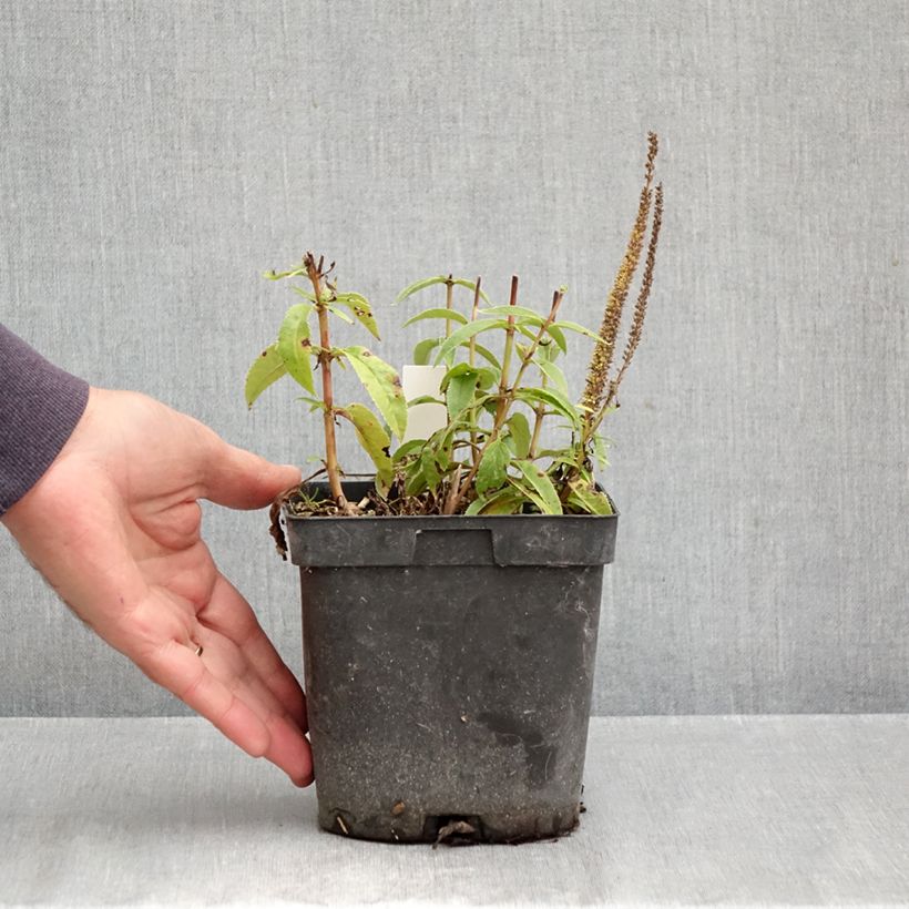 Esemplare di Veronica spicata Ulster Blue Dwarf Vaso da 2L/3L come consegnato in autunno