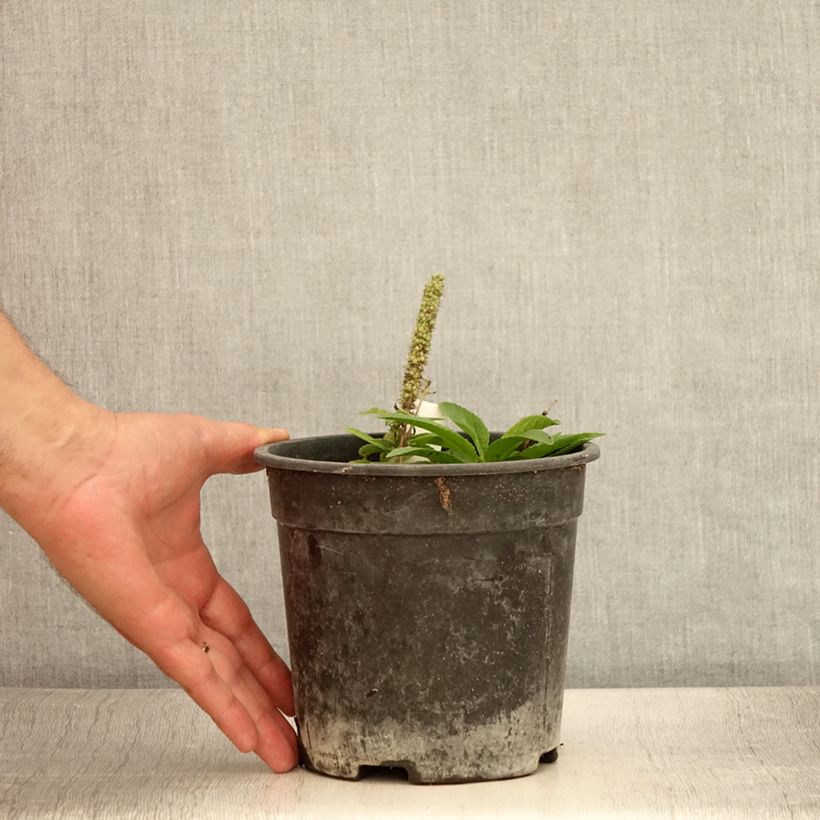 Esemplare di Veronica spicata Ulster Blue Dwarf Vaso da 2L/3L consegnato in estate