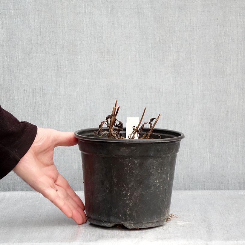 Veronica spicata Ulster Blue Dwarf Vaso da 2L/3L esemplare consegnato in inverno