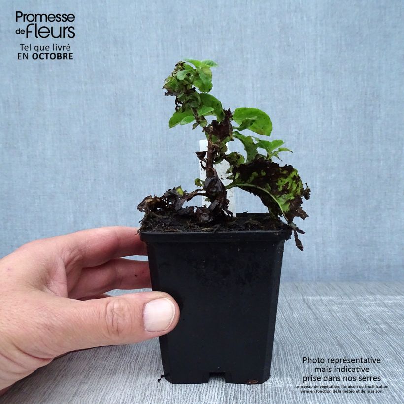 Esemplare di Veronica Sunny Border Blue Vasetto da 8/9 cm come consegnato in autunno