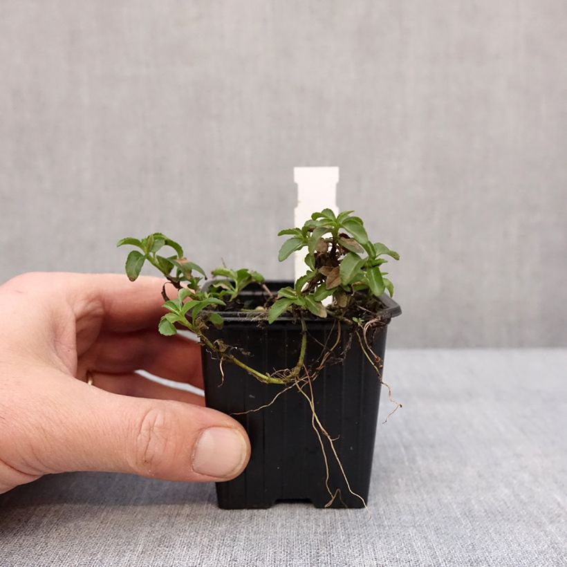 Veronica Kentish Pink Vasetto da 8/9 cm esemplare consegnato in inverno