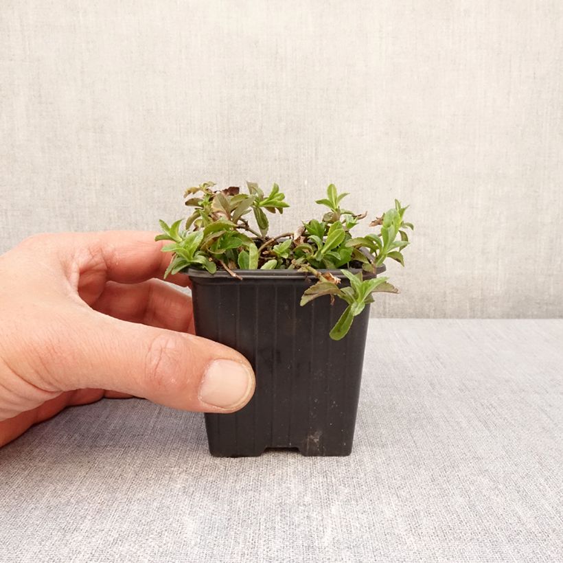 Veronica Kentish Pink Vasetto da 8/9 cm esemplare consegnato in primavera