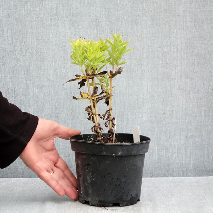 Esemplare di Veronicastrum virginicum Adoration Vaso da 2L/3L come consegnato in autunno