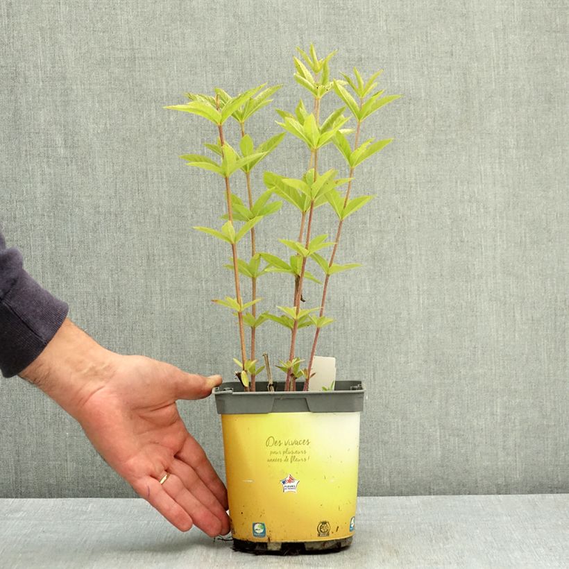 Esemplare di Veronicastrum virginicum Adoration - Véronique de Virginie Pot de 2L/3L consegnato in estate