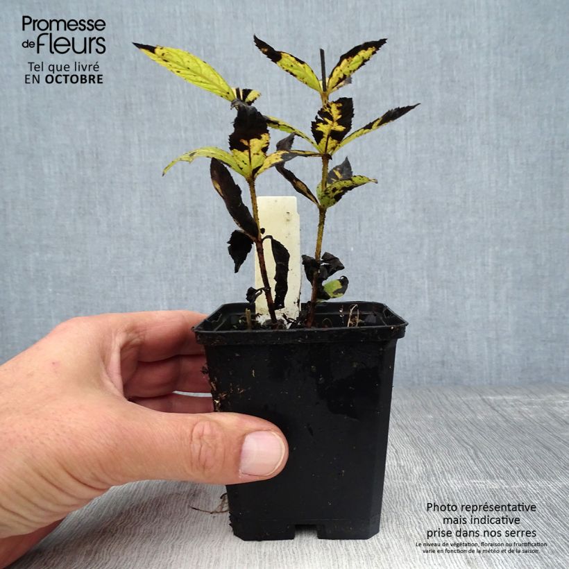 Esemplare di Veronicastrum virginicum Cupid Vasetto da 8/9 cm come consegnato in autunno