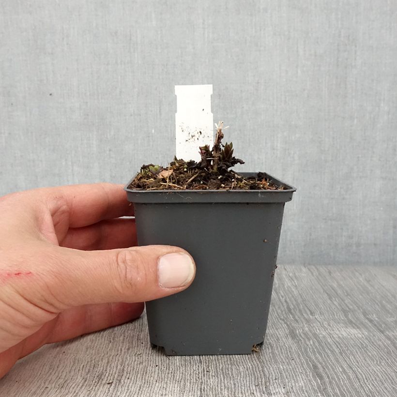 Veronicastrum virginicum Diane Vasetto da 8/9 cm esemplare consegnato in primavera